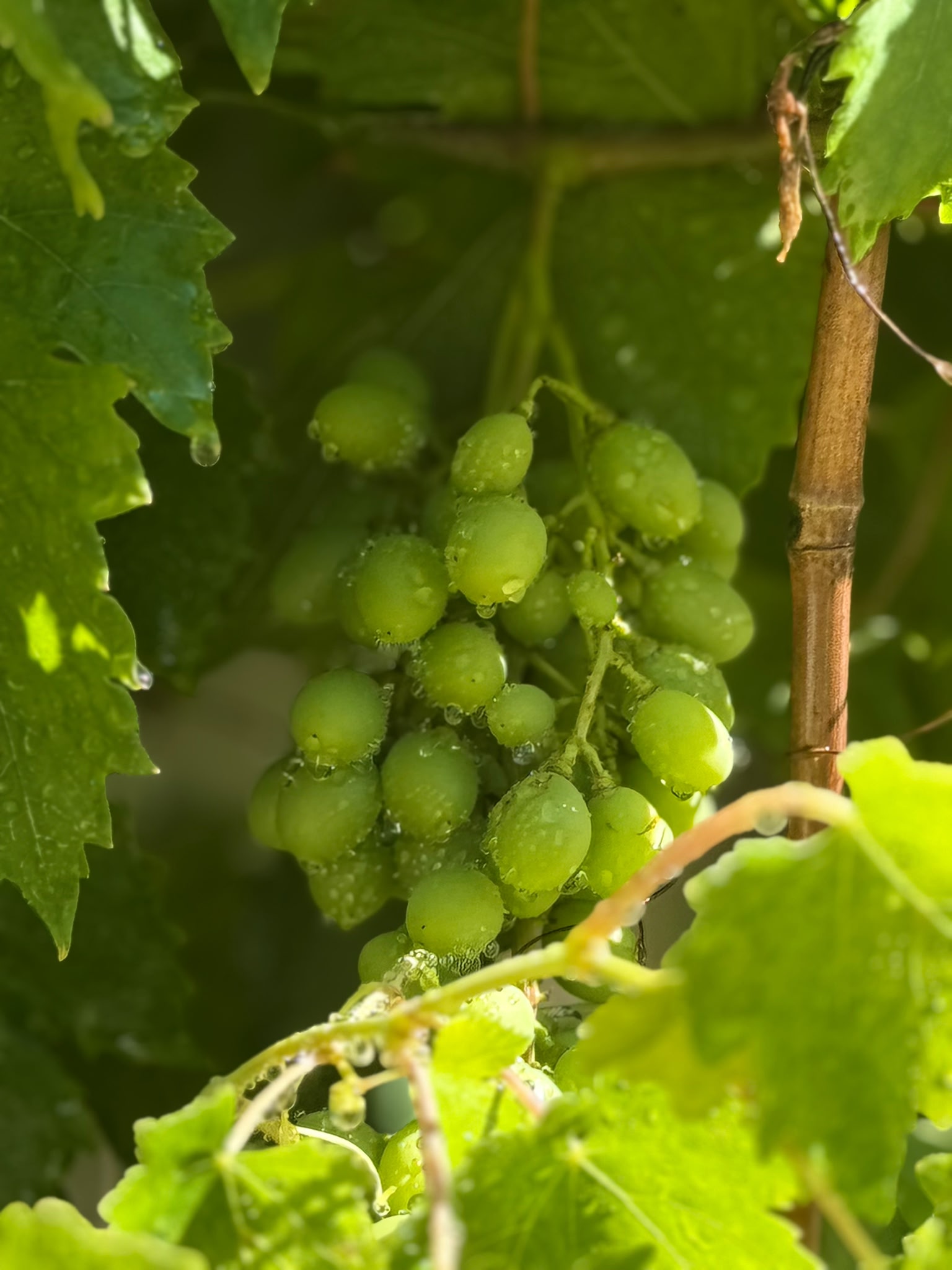 Uvas ImproFort